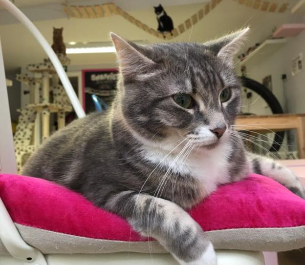 The Cat Café - A Perfect Forever Home or Hellish Nightmare?