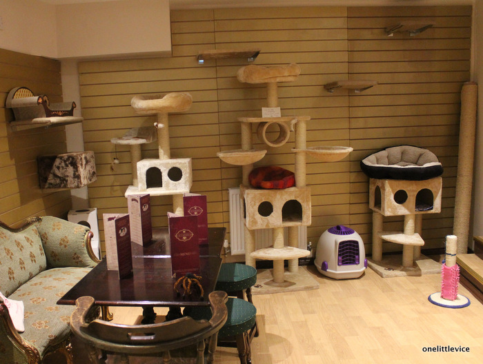 The Cat Café - A Perfect Forever Home or Hellish Nightmare?