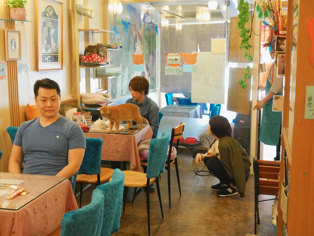 The Cat Café - A Perfect Forever Home or Hellish Nightmare?